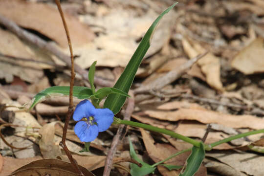 Image of Commelina lanceolata R. Br.