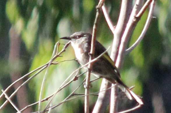 Image of Crescent Honeyeater