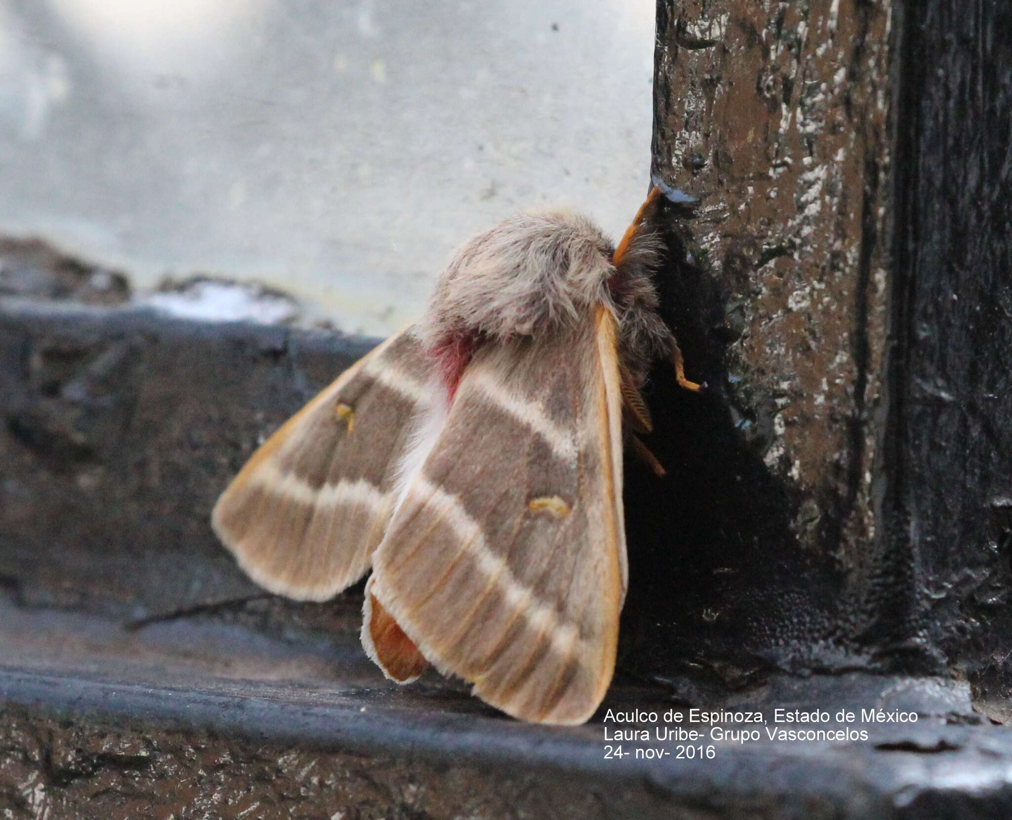 Слика од Hemileuca rubridorsa Felder, C., Felder & R. 1874