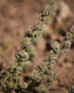 Image of Gray's bedstraw