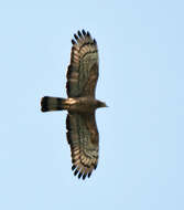 Image of Crested Honey Buzzard