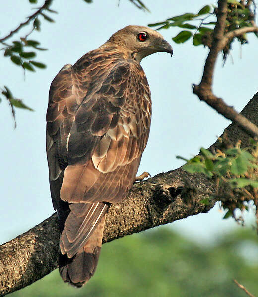 Image of Crested Honey Buzzard