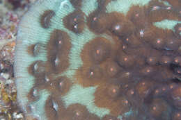 Image of Chinese lettuce coral