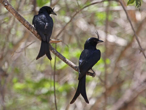 Image of Crested Drongo