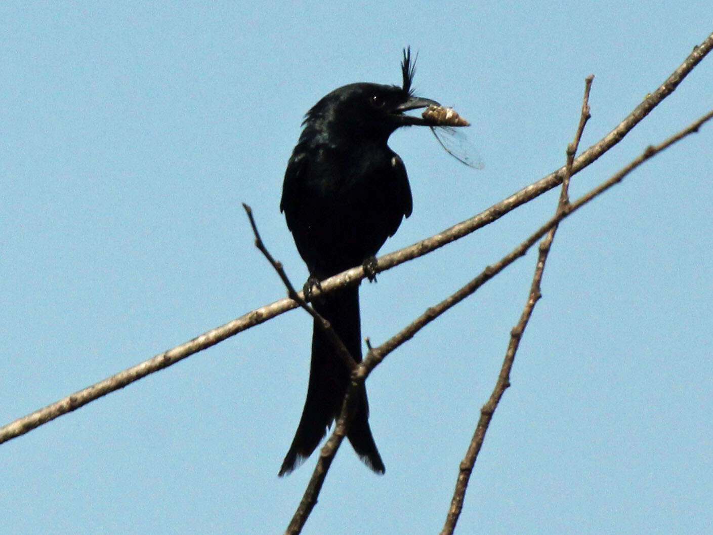 Image of Crested Drongo