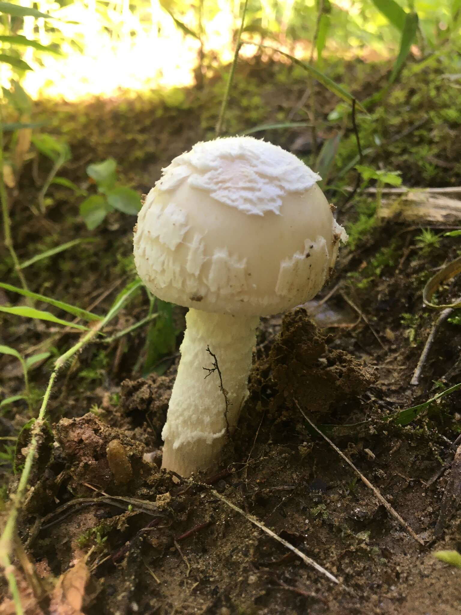 Image of Amanita velatipes G. F. Atk. 1900