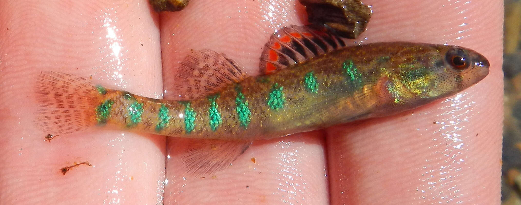 صورة Etheostoma gracile (Girard 1859)