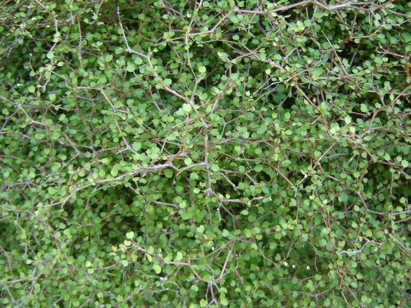 Image of Shrubby tororaro