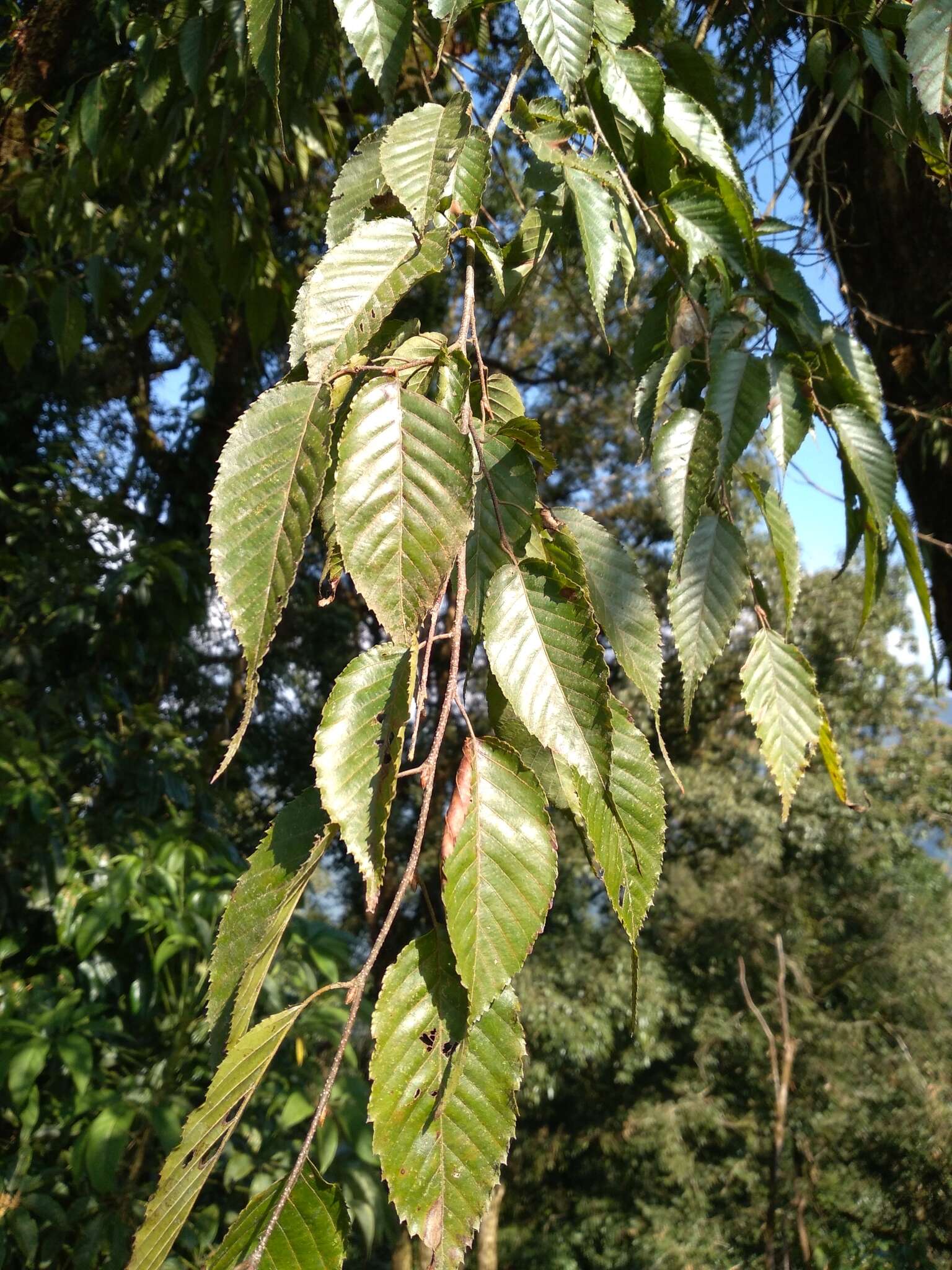 Image of Carpinus viminea Wall. ex Lindl.