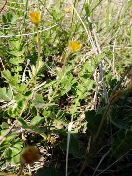 Image of Geum geoides (Pall.) Smedmark