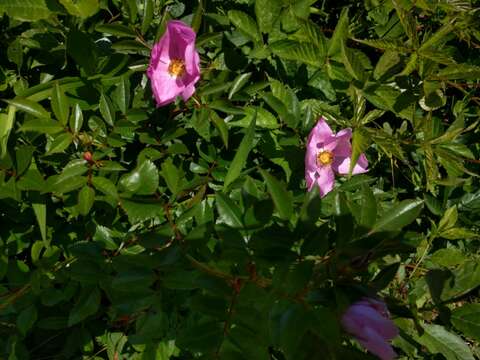 Plancia ëd Rosa virginiana J. Herrmann