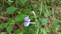 صورة Barleria phillyreifolia Baker