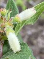 Image of hairy blueberry