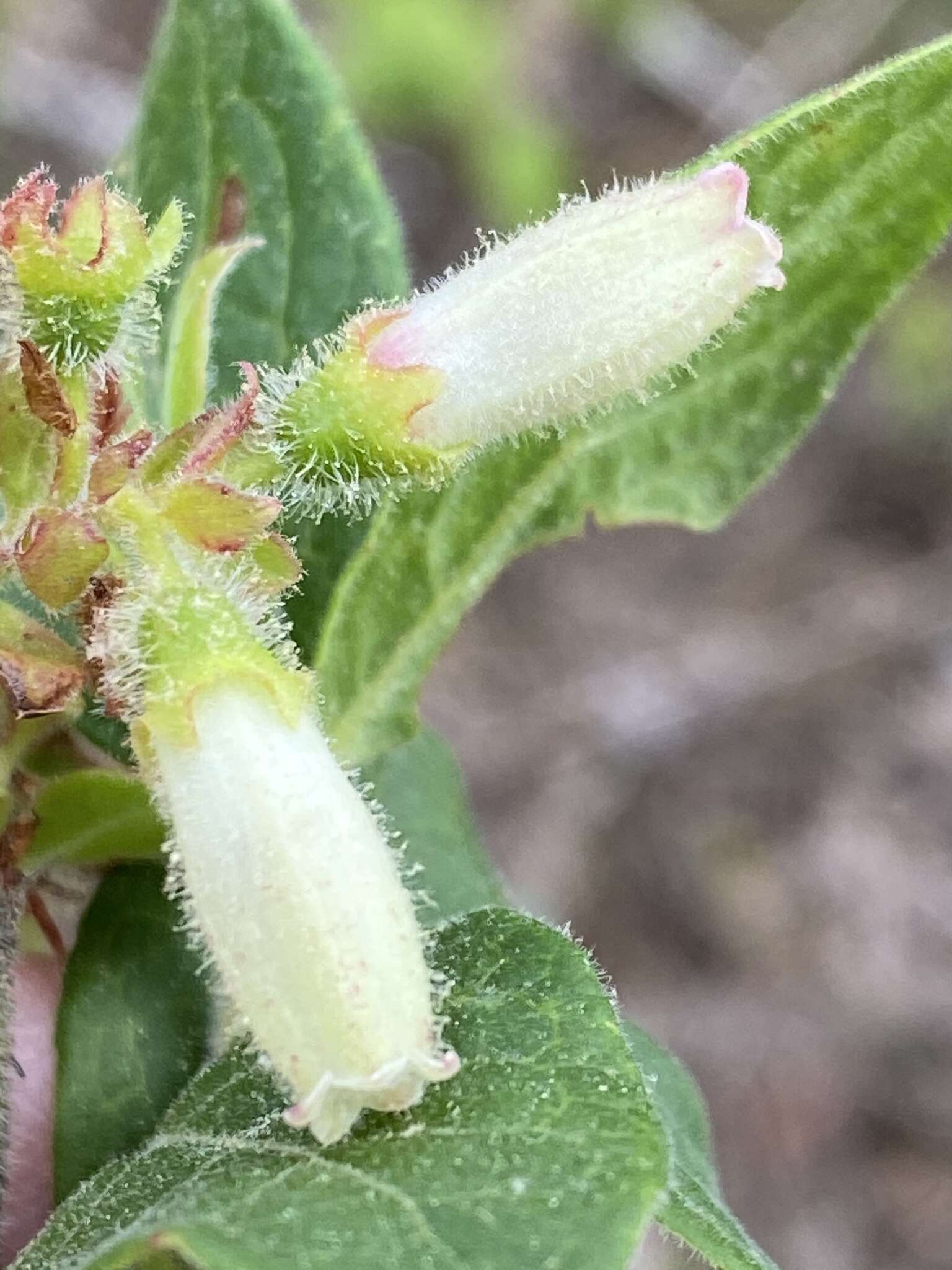 Sivun Vaccinium hirsutum Buckl. kuva