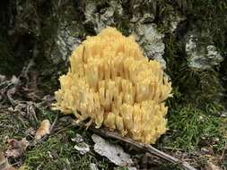 Ramaria caulifloriformis (Leathers) Corner 1970 resmi