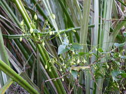 صورة Clematis forsteri J. F. Gmel.