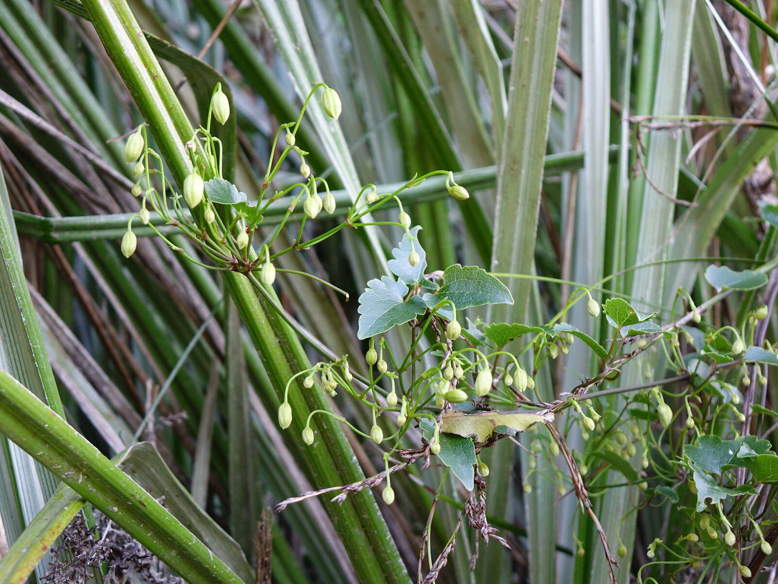 Image of Clematis forsteri J. F. Gmel.