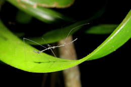 Ghilianella puncticauda Maldonado 1953 resmi