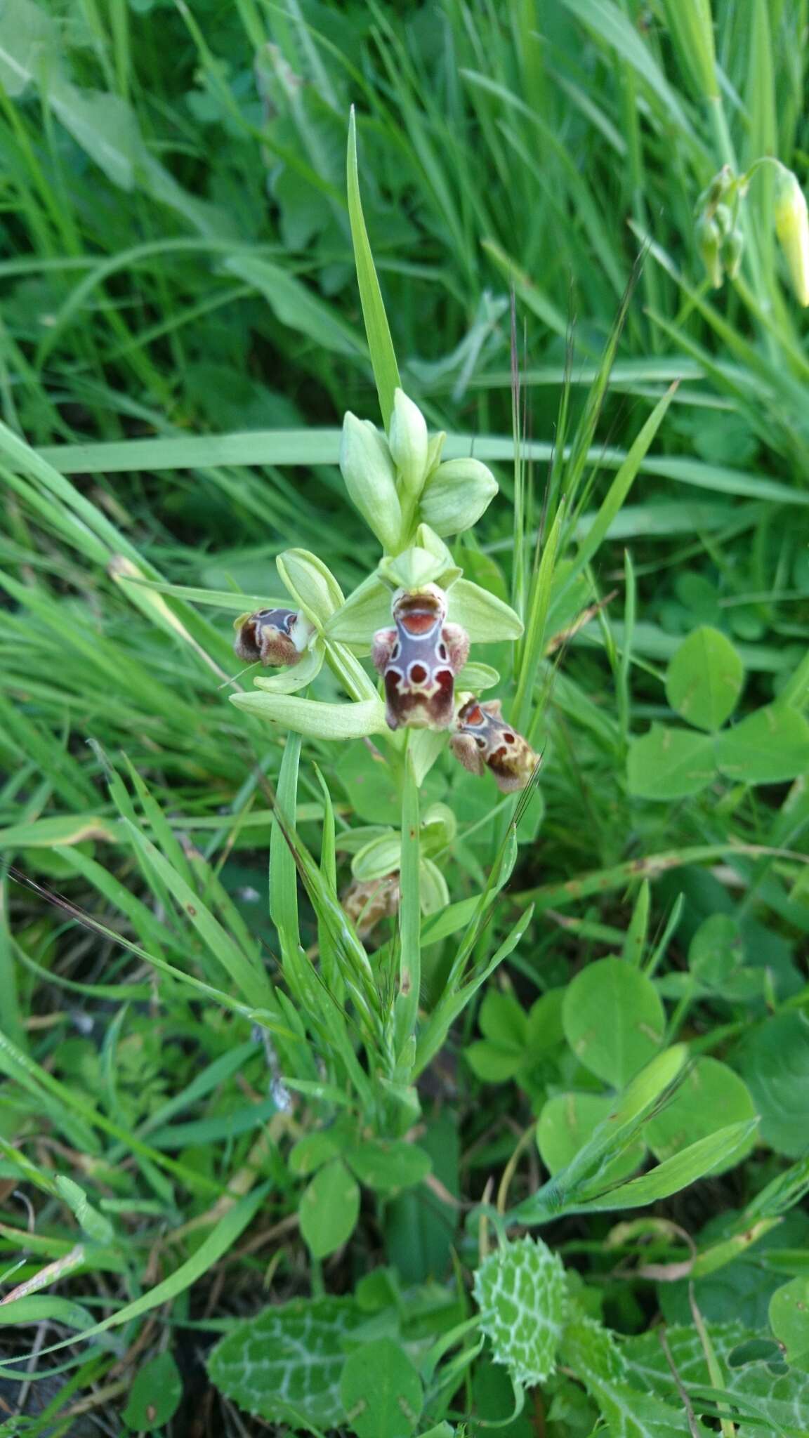 Image of Ophrys umbilicata subsp. flavomarginata (Renz) Faurh.