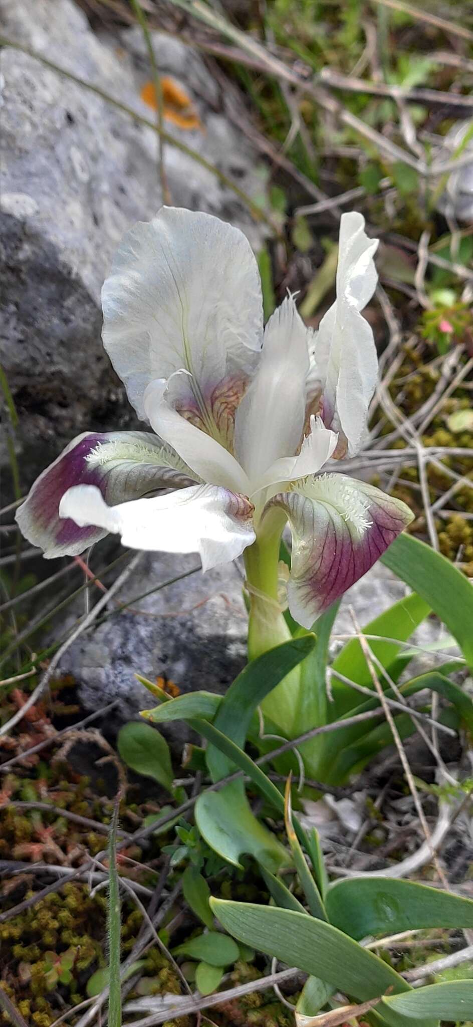 Imagem de Iris pumila subsp. attica (Boiss. & Heldr.) K. Richt.