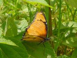 Image of False Plain Tiger