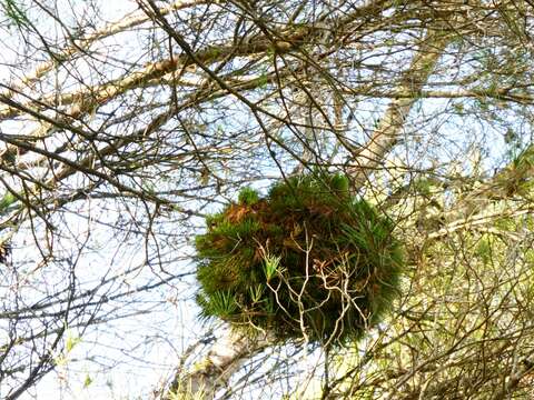 Image of 'Candidatus Phytoplasma pini'