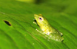 Image of Pristimantis enigmaticus Ortega-Andrade, Rojas-Soto, Valencia, Espinosa de los Monteros, Morrone, Ron & Cannatella 2015