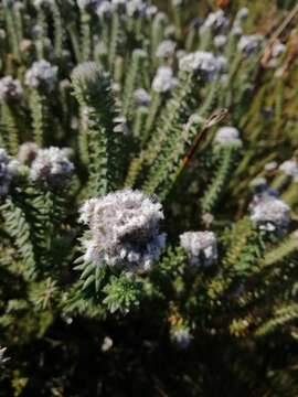 Image of Kogelbergia verticillata (Eckl. & Zeyh.) J. P Rourke