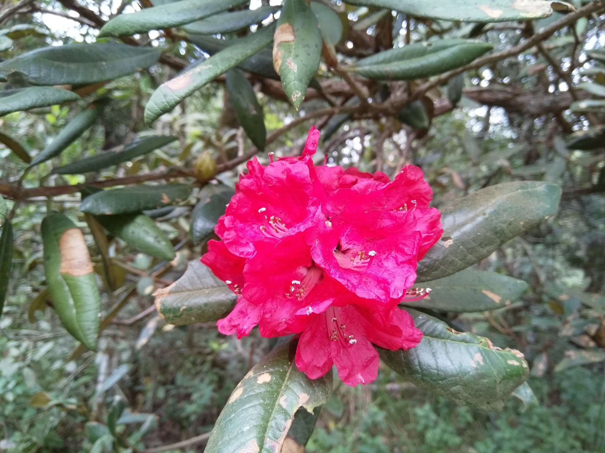 Image of Rhododendron arboreum subsp. nilagiricum (Zenker) Tagg