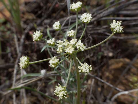 Image of Nevada biscuitroot