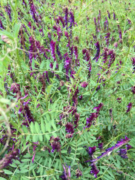 Image of fodder vetch