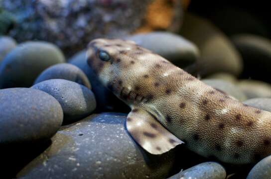 Image of Swell Shark