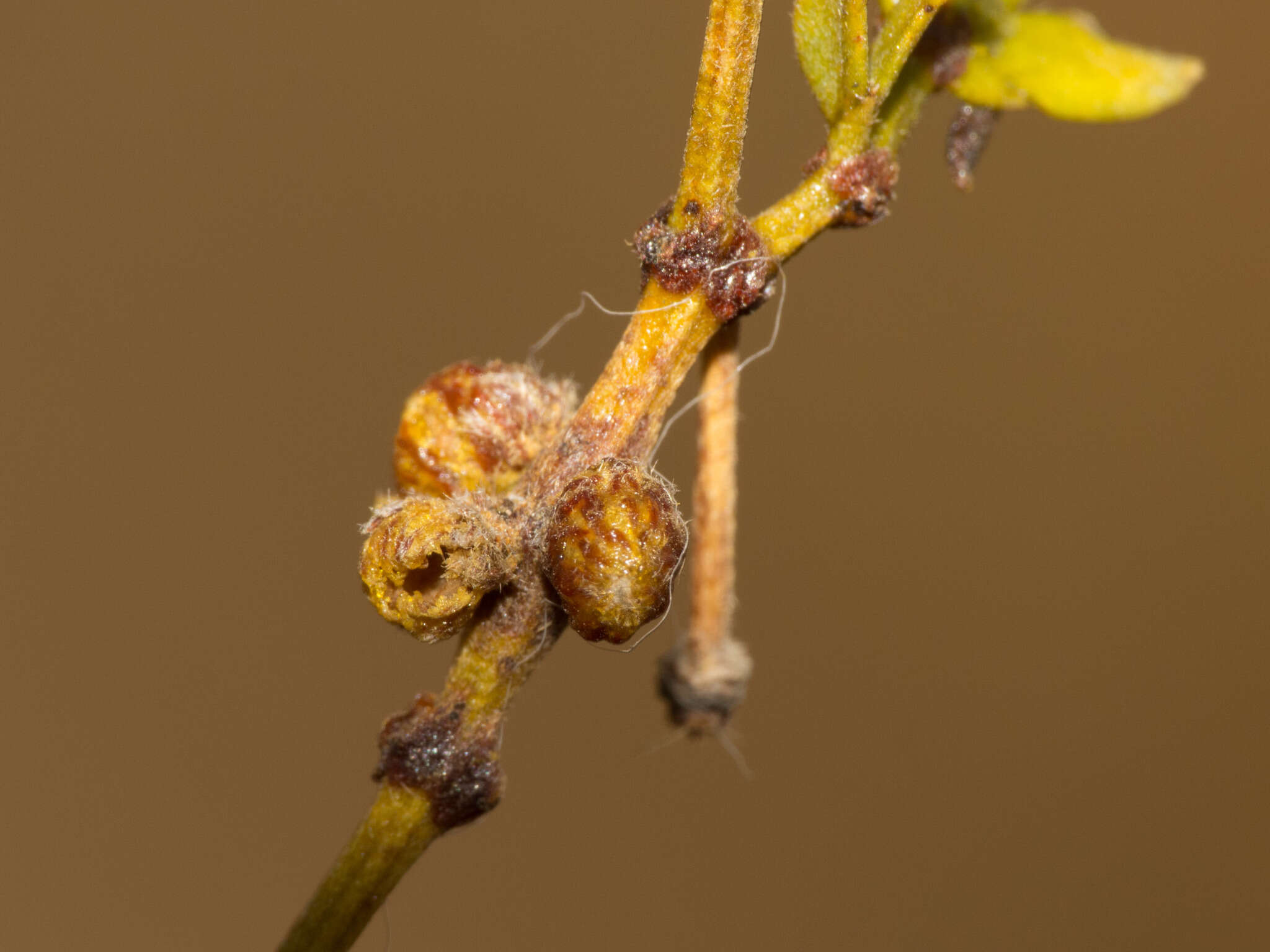 Plancia ëd Asphondylia resinosa Gagne 1990