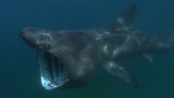 Image of Basking Shark