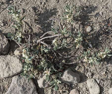 Image of Shasta knotweed