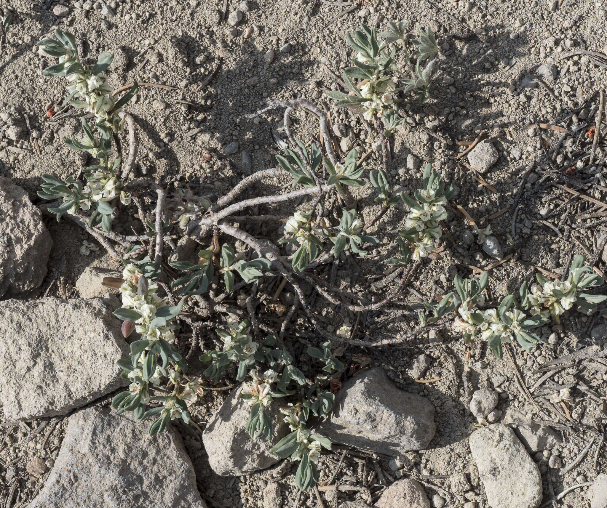 Plancia ëd Polygonum shastense Brewer ex A. Gray