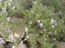 Image of Pelargonium crispum (Berg.) L'Her.