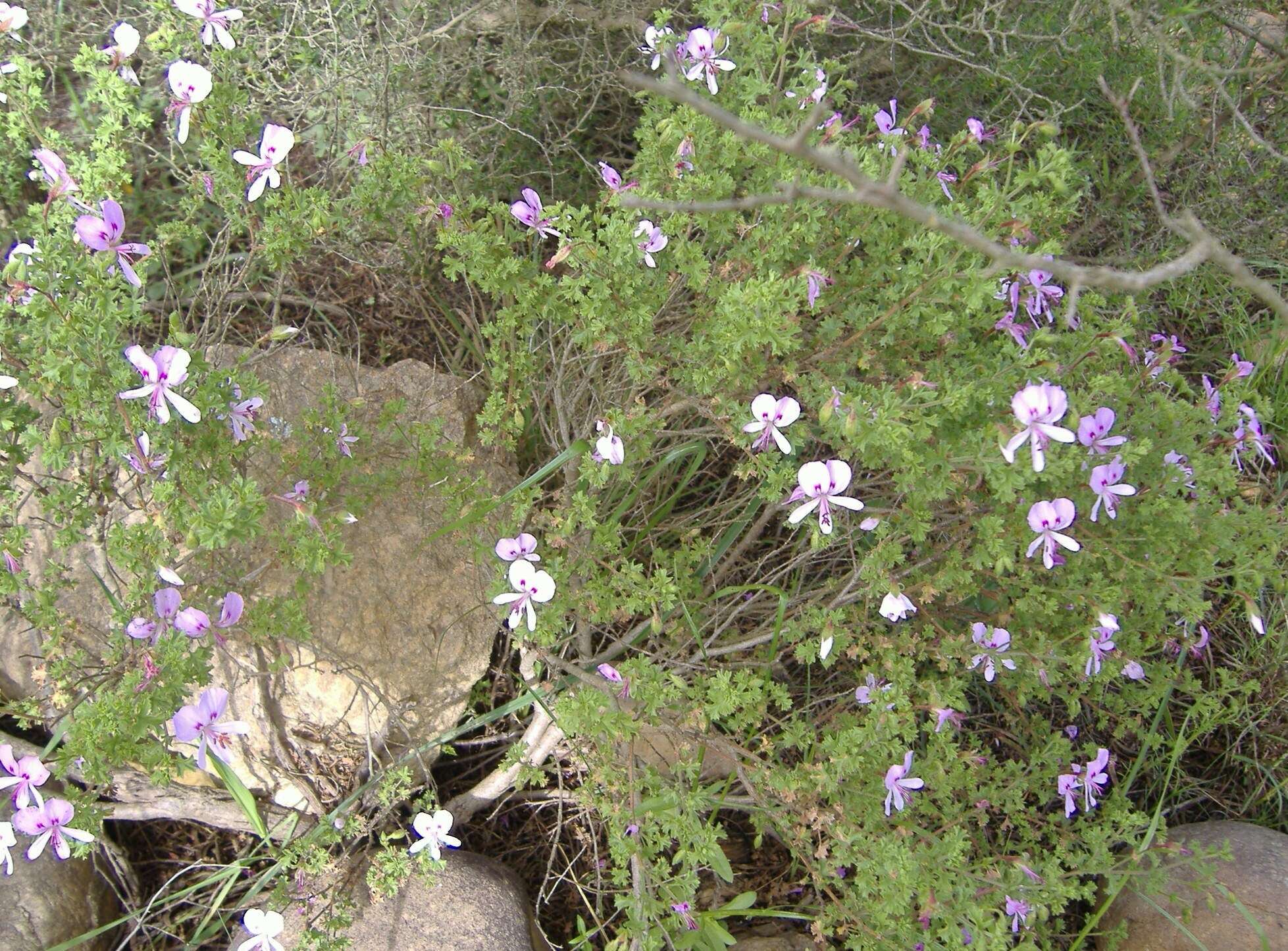 Image of Pelargonium crispum (Berg.) L'Her.