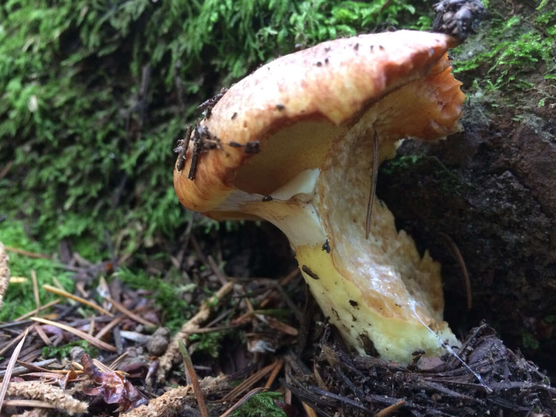 Image of Suillus caerulescens A. H. Sm. & Thiers 1964