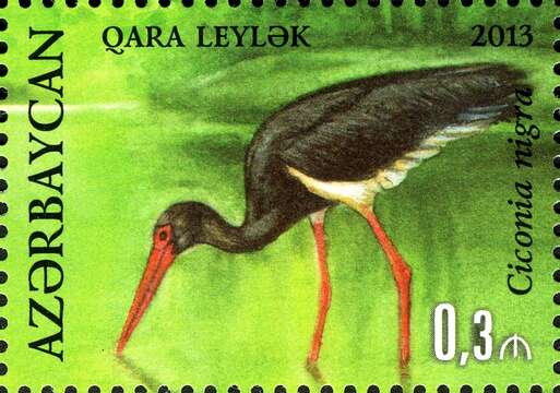 Image of Black Stork