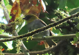 Image of Yellow-throated Bush Tanager