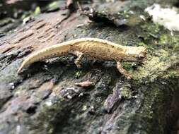 Image of Mount d'Ambre Leaf Chameleon