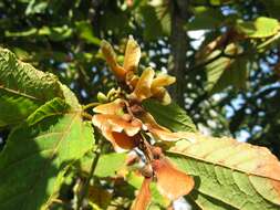 Image of Grey-budded snake-bark-maple