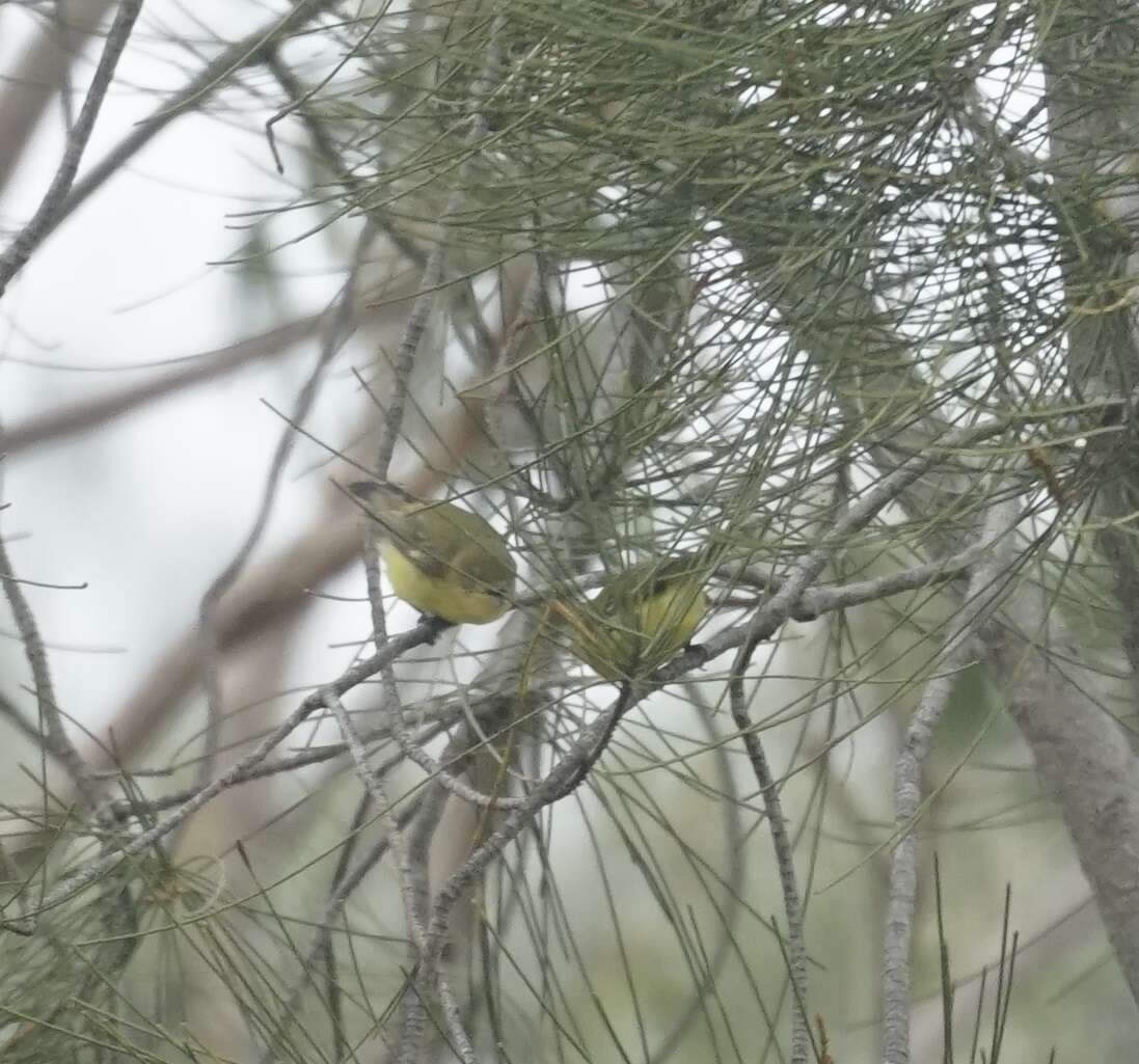 Image of Yellow Thornbill