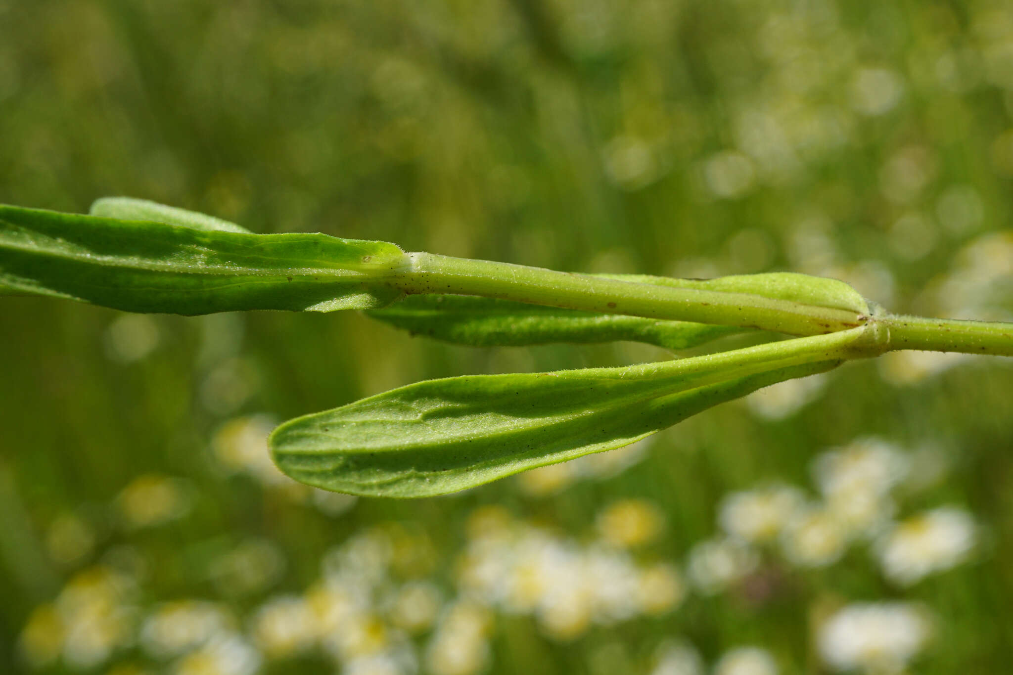 Image of narrow-fruited cornsalad