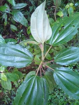 Слика од Dichaetanthera cordifolia Baker