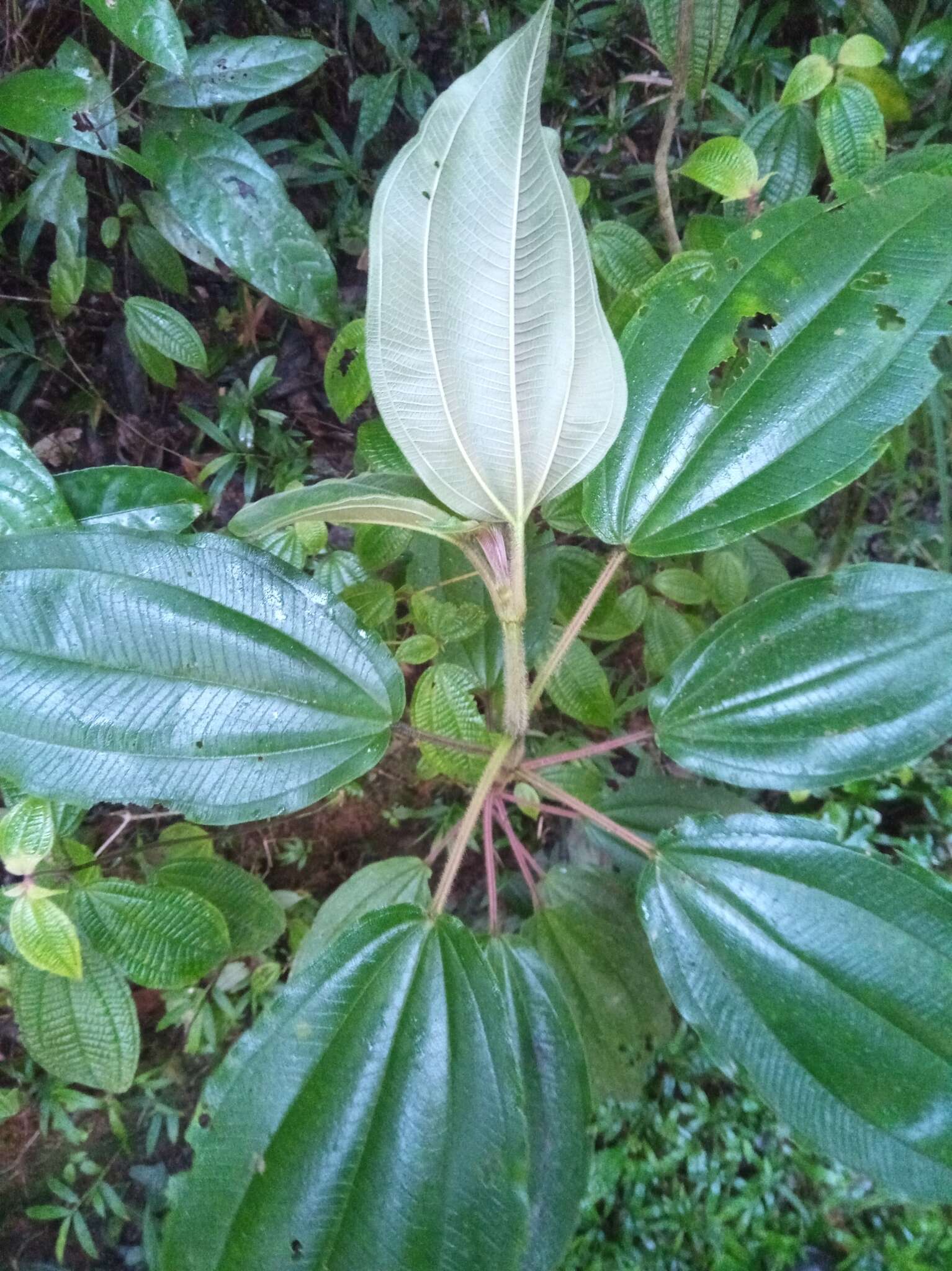 Image of Dichaetanthera cordifolia Baker