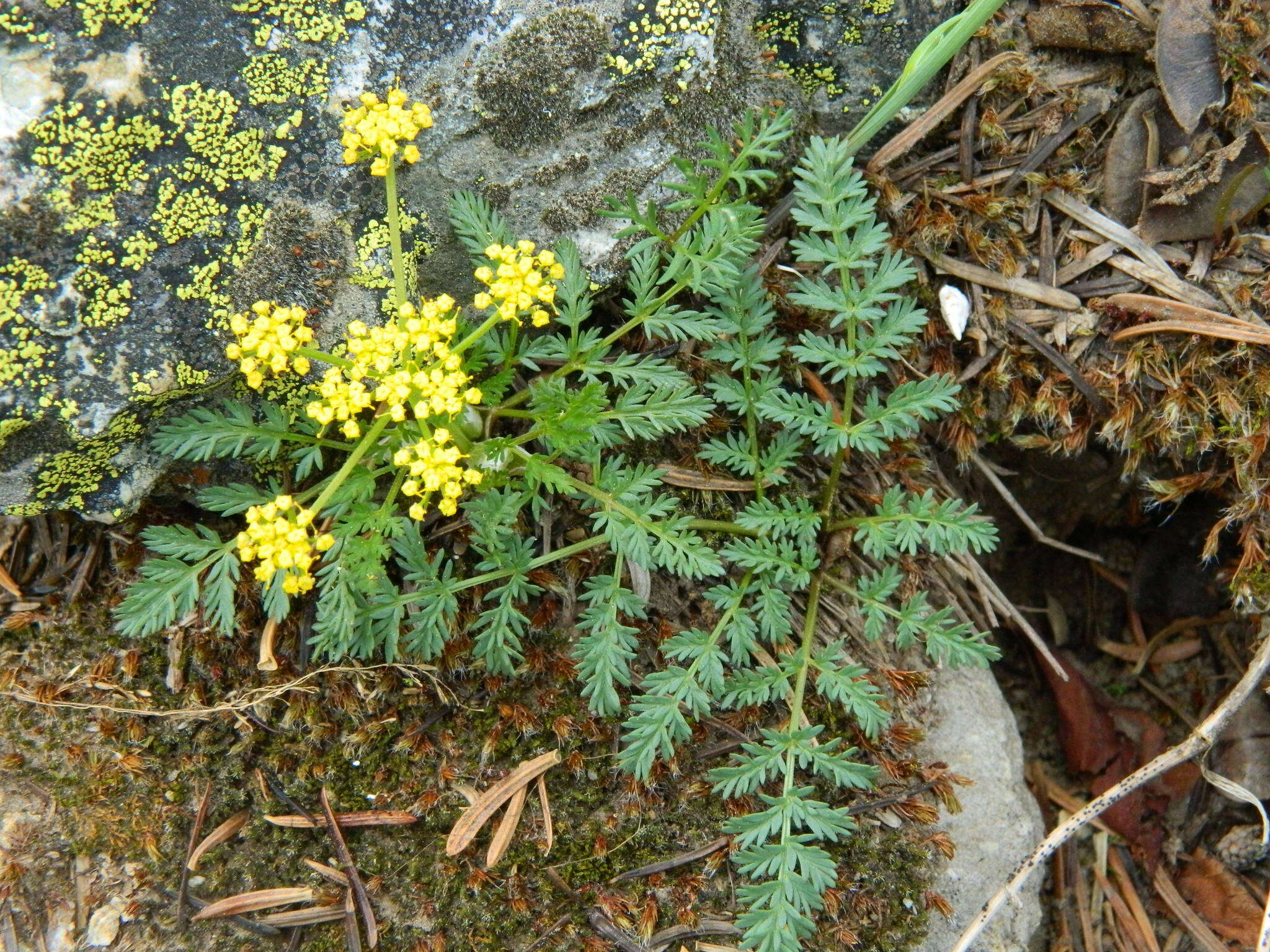 Imagem de Lomatium sandbergii (Coult. & Rose) Coult. & Rose