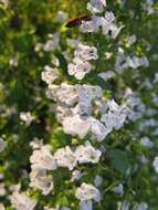 Image of Lesser calamint