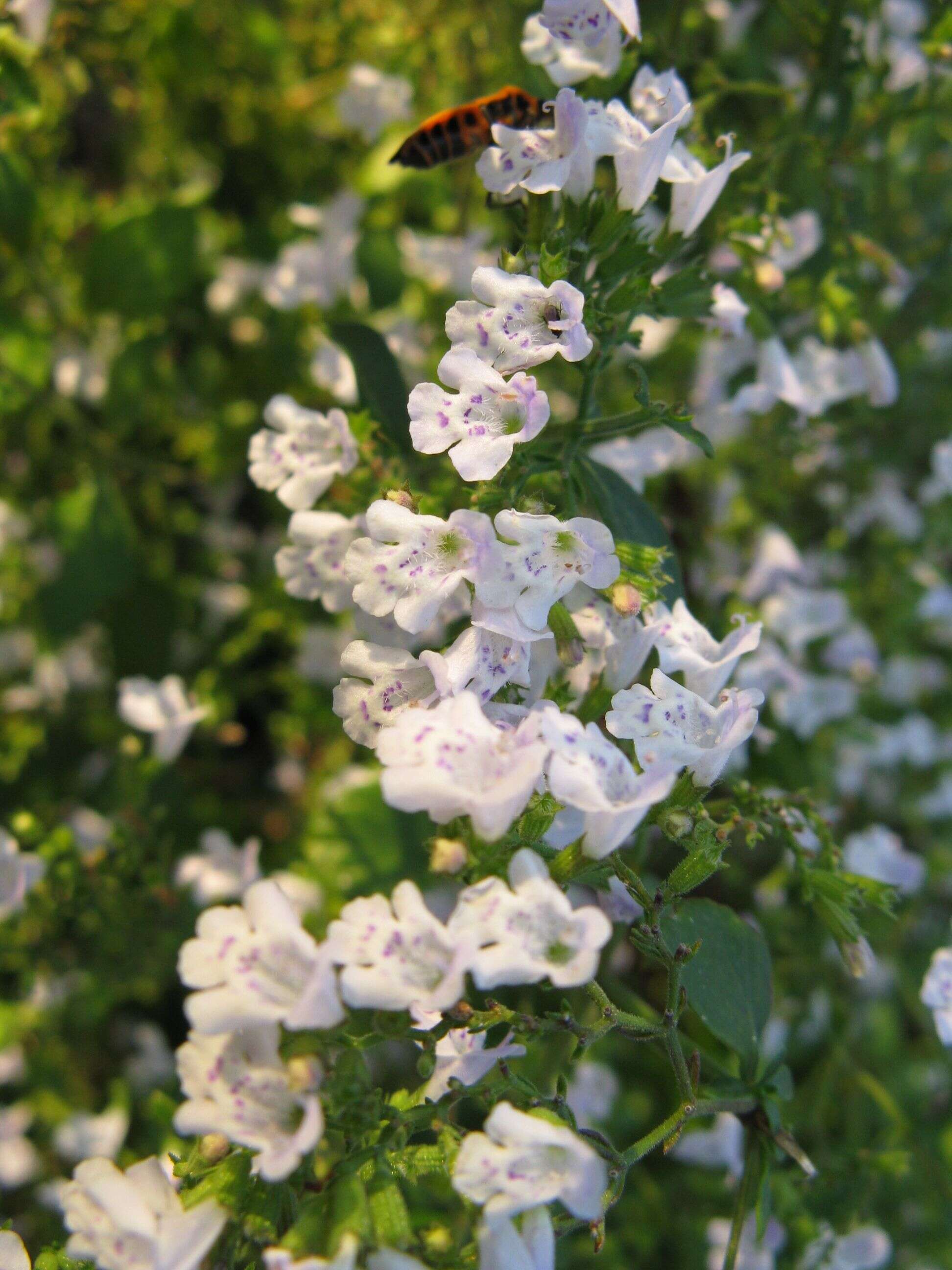 Image of Lesser calamint